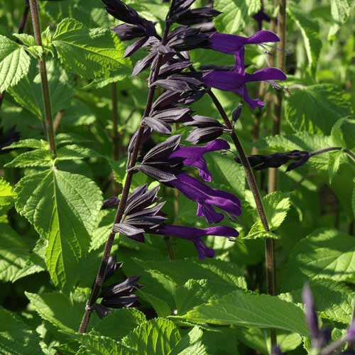 Des images de diffrentes plantes